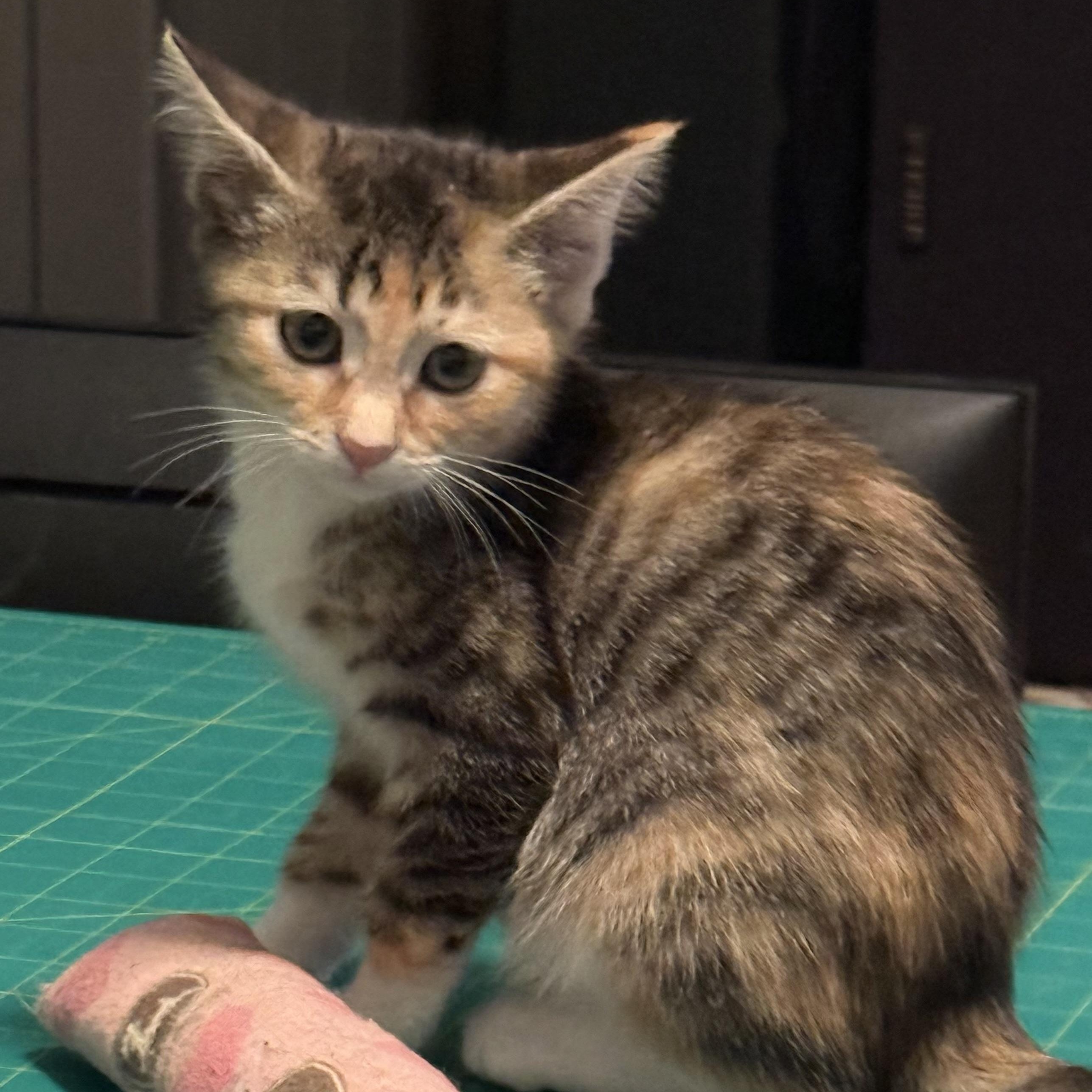Enlarge Holly, a Adoptable Domestic Short Hair in Greensboro, NC image 2/3