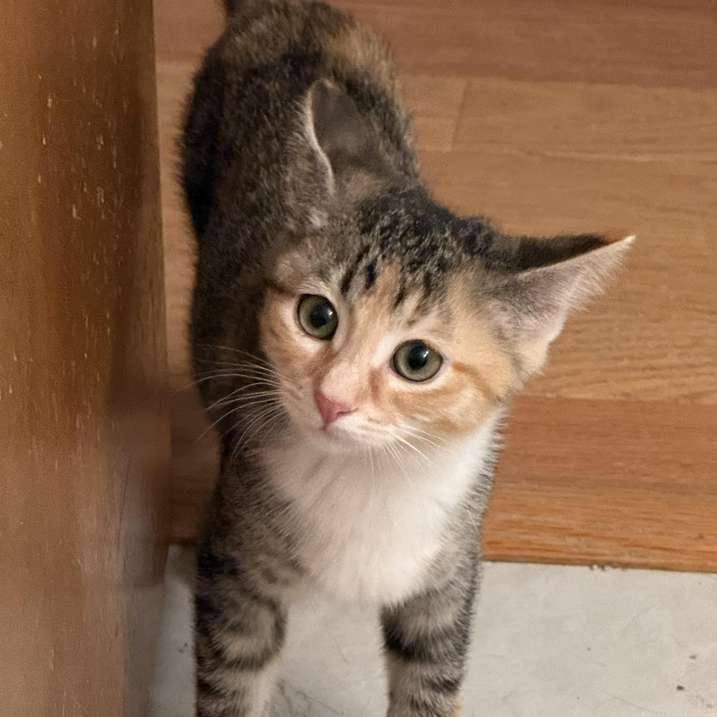 Enlarge Holly, a Adoptable Domestic Short Hair in Greensboro, NC image 1/3