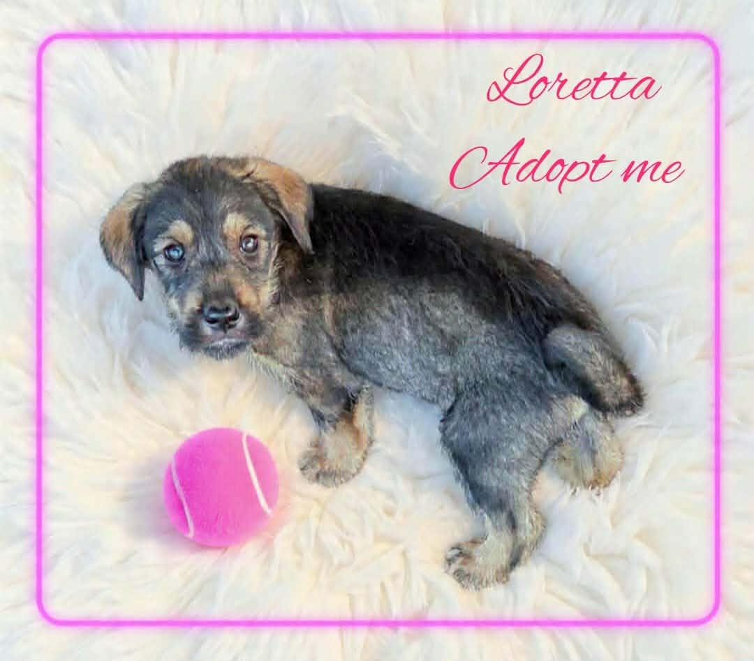 Enlarge Loretta, a ADOPTABLE mixed breed in Grove, OK image 4/4