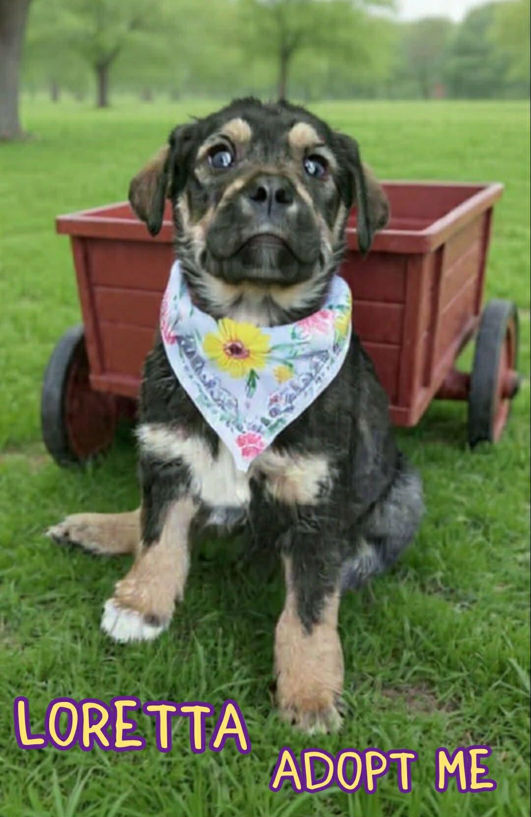 Enlarge Loretta, a ADOPTABLE mixed breed in Grove, OK image 3/4