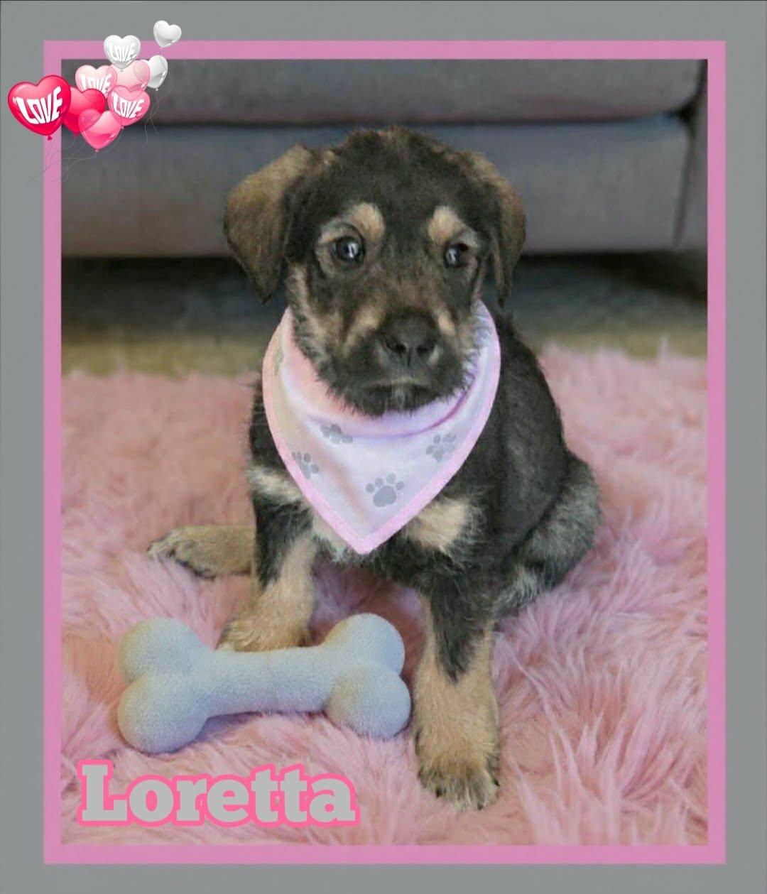 Enlarge Loretta, a ADOPTABLE mixed breed in Grove, OK image 2/4