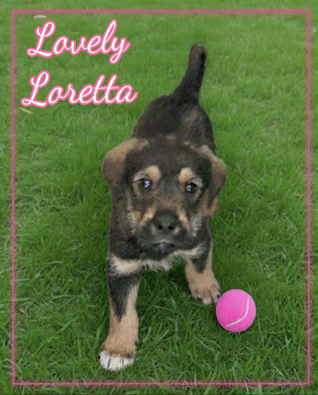 Loretta, ADOPTABLE, Puppy Female Great Pyrenees & Border Collie.