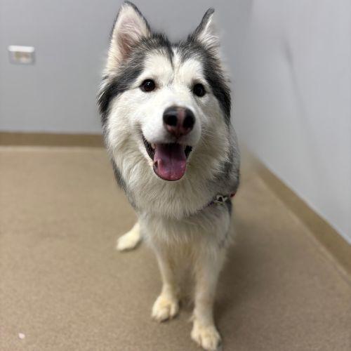 PRINCESS, Adoptable, Adult Female Siberian Husky.