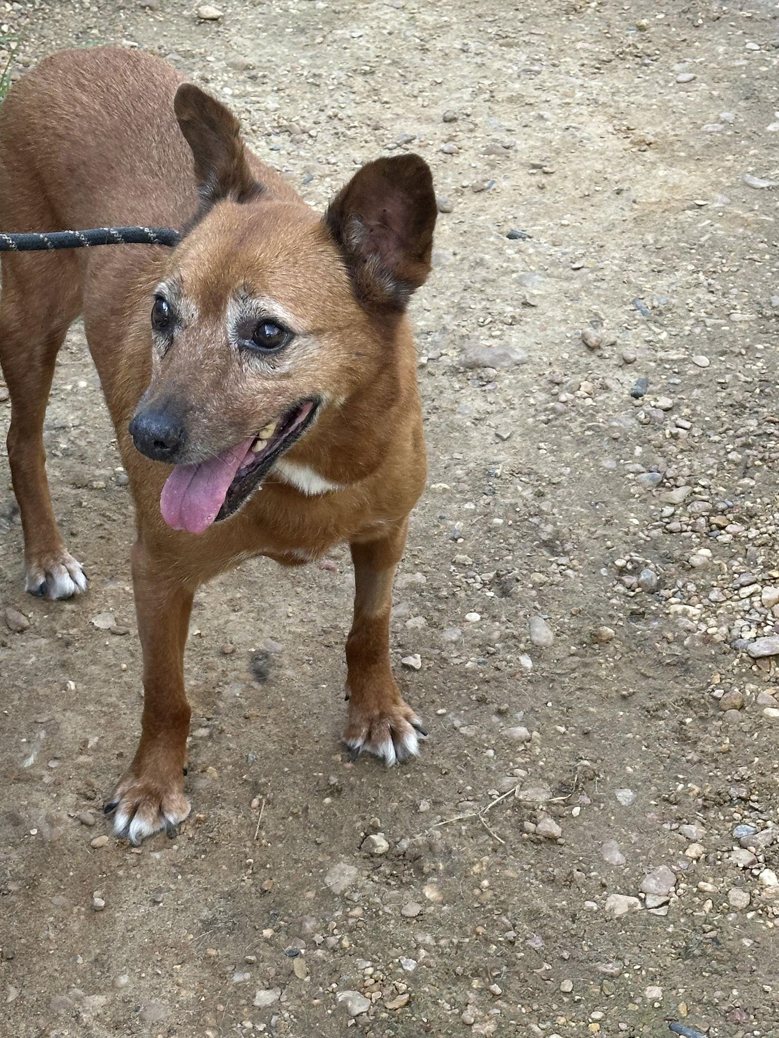 Enlarge Eleanor, a Adoptable mixed breed in Jackson, MS image 1/1