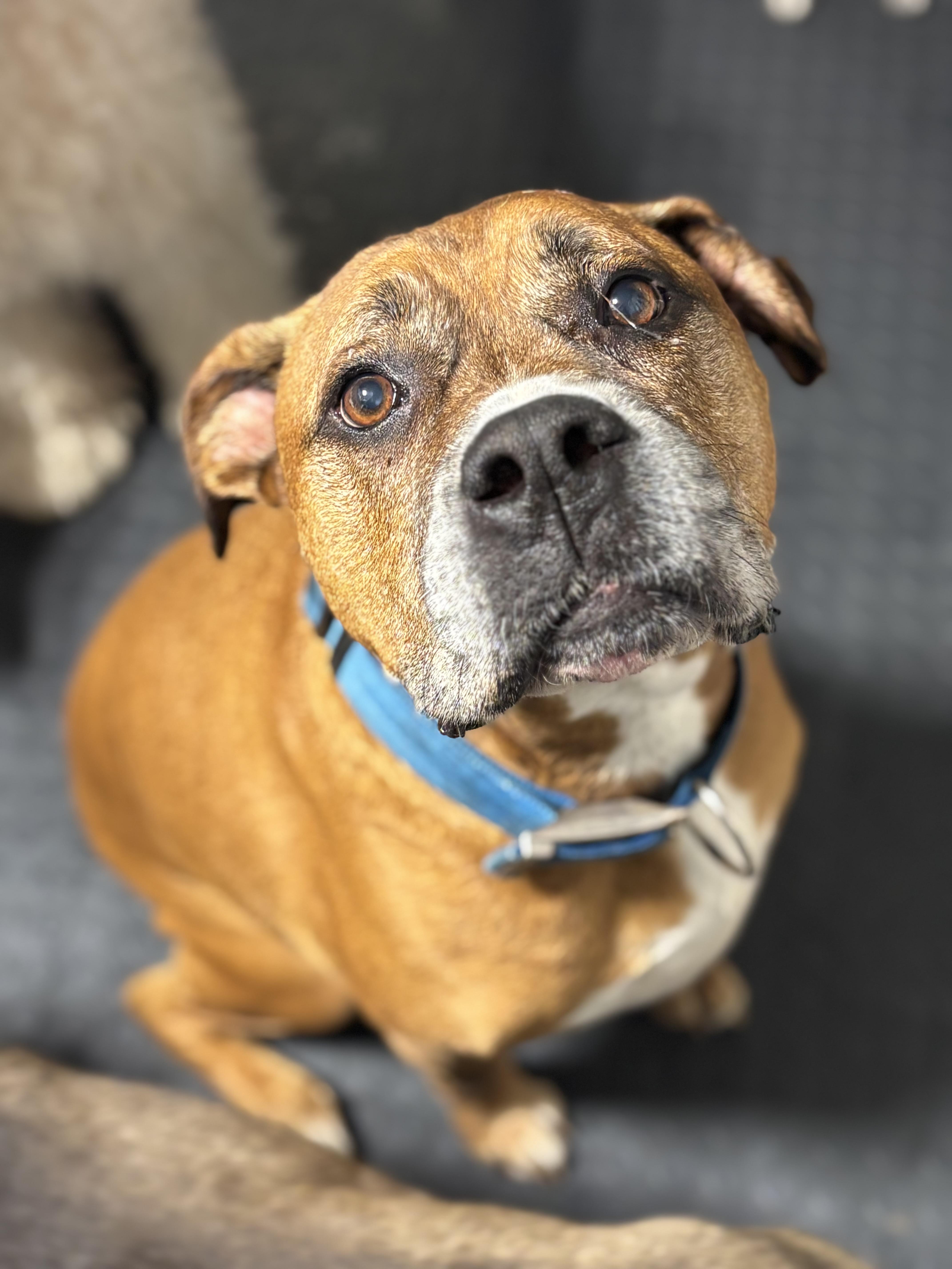 Jax, ADOPTABLE, Adult Male Boxer.