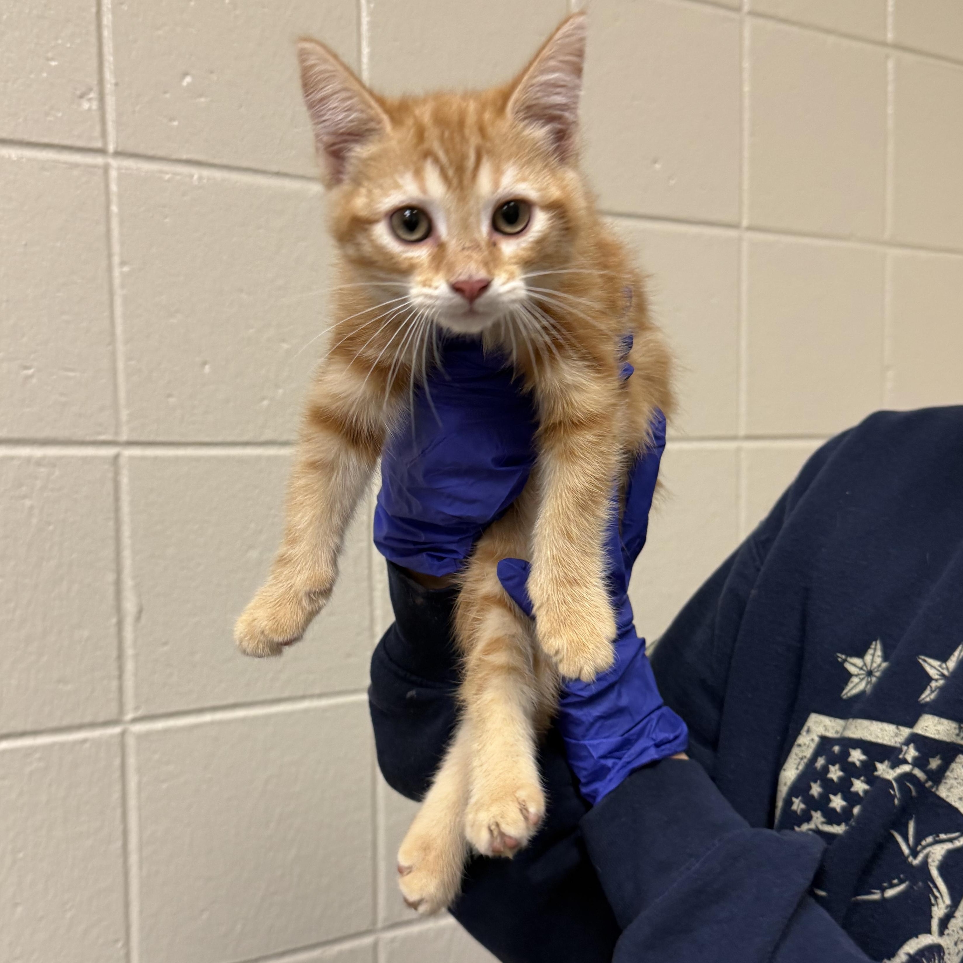 Enlarge Little Miss Orange Thang, a Adopted Domestic Short Hair in Kearney, NE image 1/1