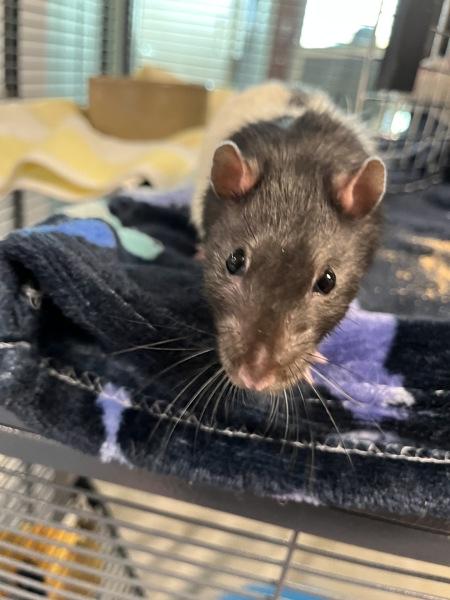 Enlarge Shy (trio To Grandpa & Peanut), a Adoptable mixed breed in Stratham, NH image 1/1