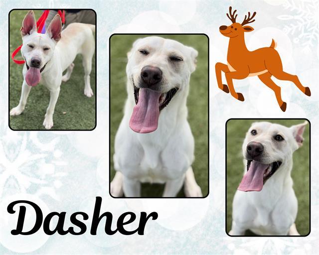 Enlarge DASHER, a Adoptable mixed breed in Pearland, TX image 1/2