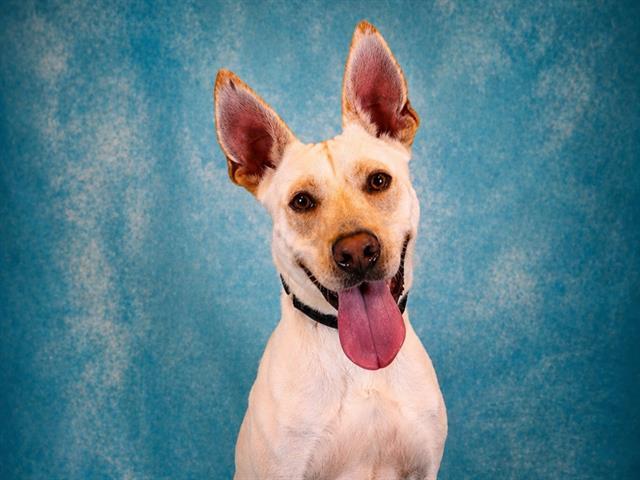 DASHER, Adoptable, Adult Male Carolina Dog & Labrador Retriever.