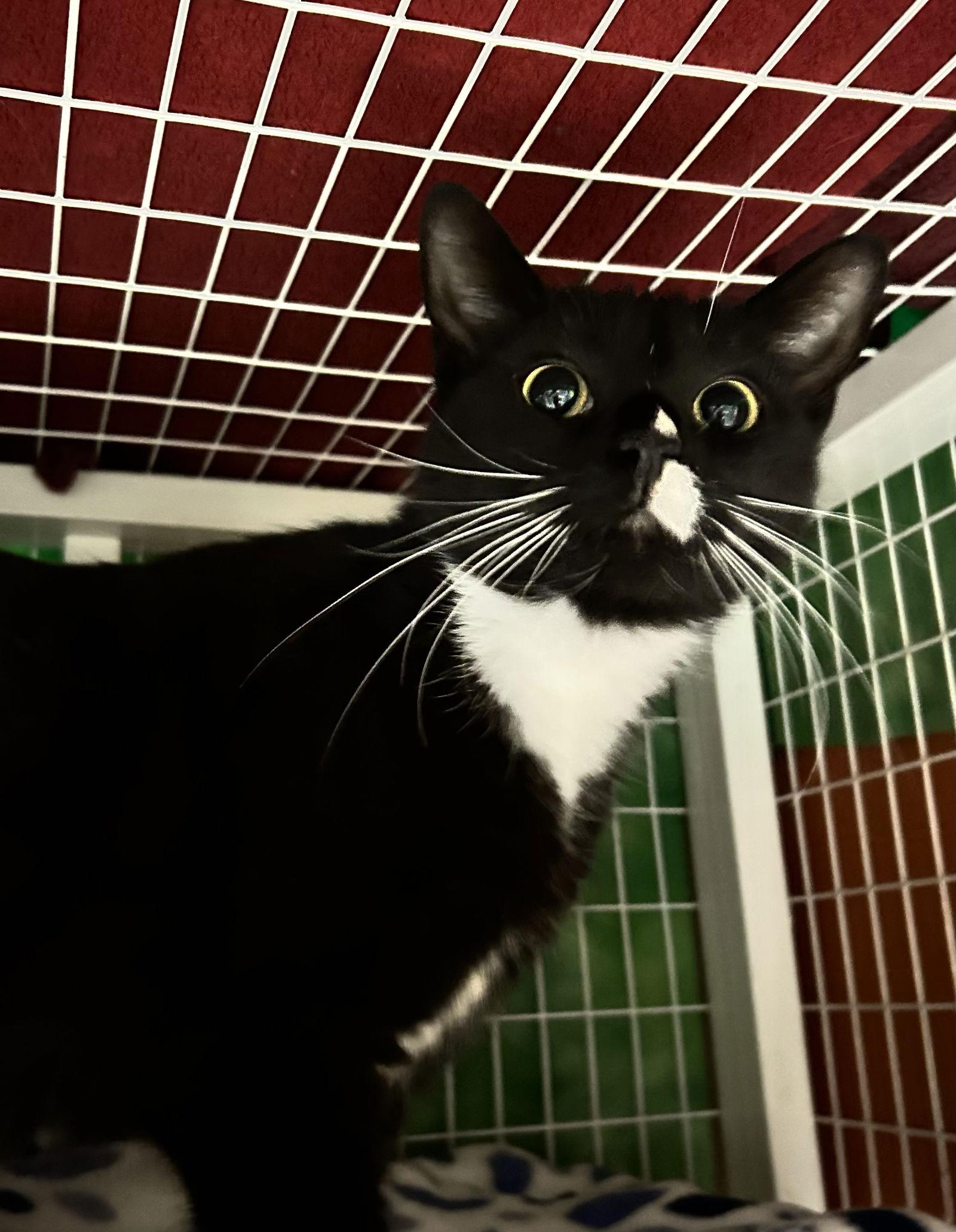 Addy, Adopted, Young Female Domestic Short Hair.