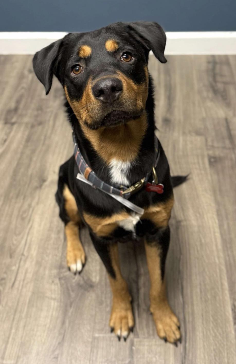 Enlarge Jupiter , a ADOPTABLE Rottweiler in Kankakee, IL image 1/1