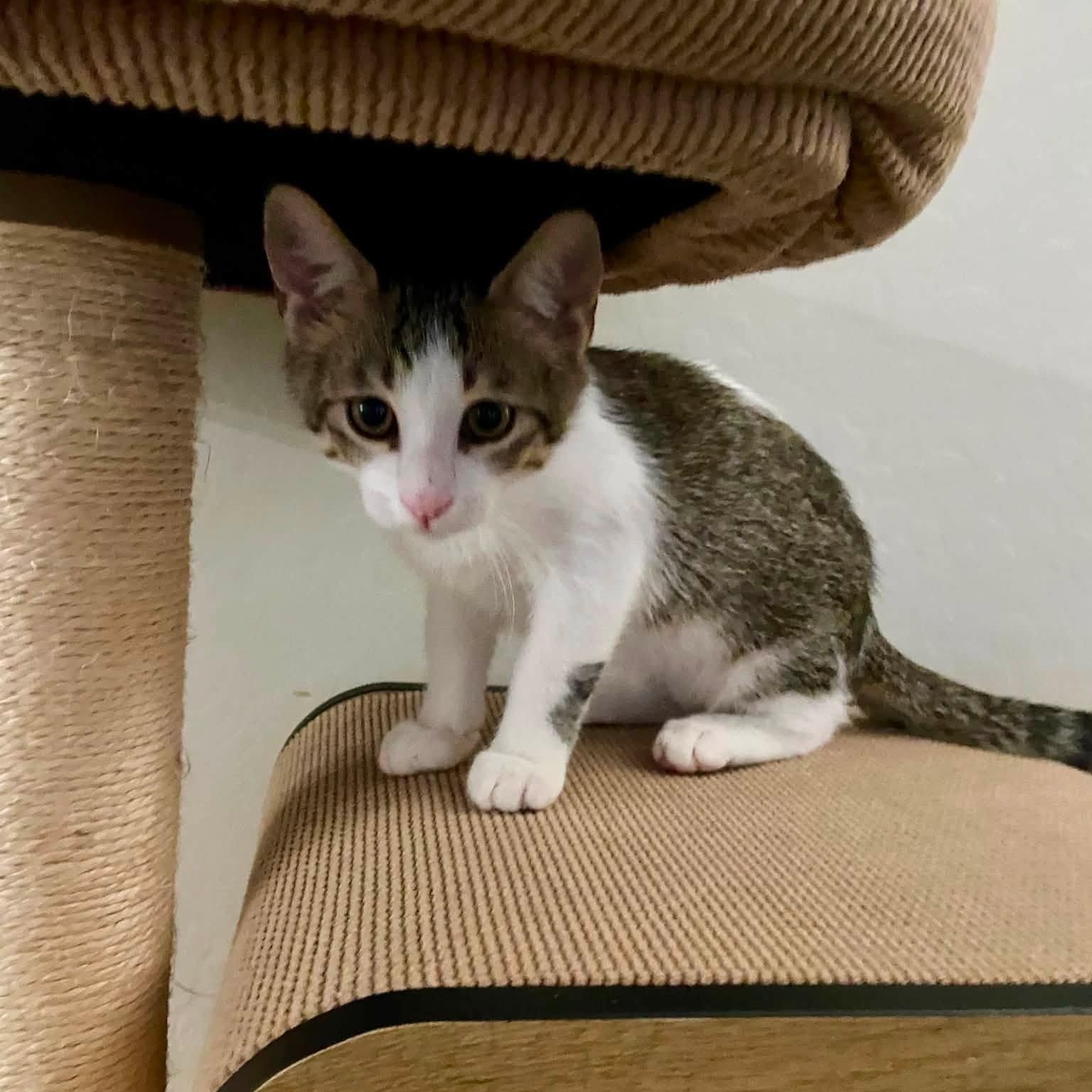Enlarge Kane (Bonded with Belli), an adopted Domestic Short Hair in Queen Creek, AZ image 2/4