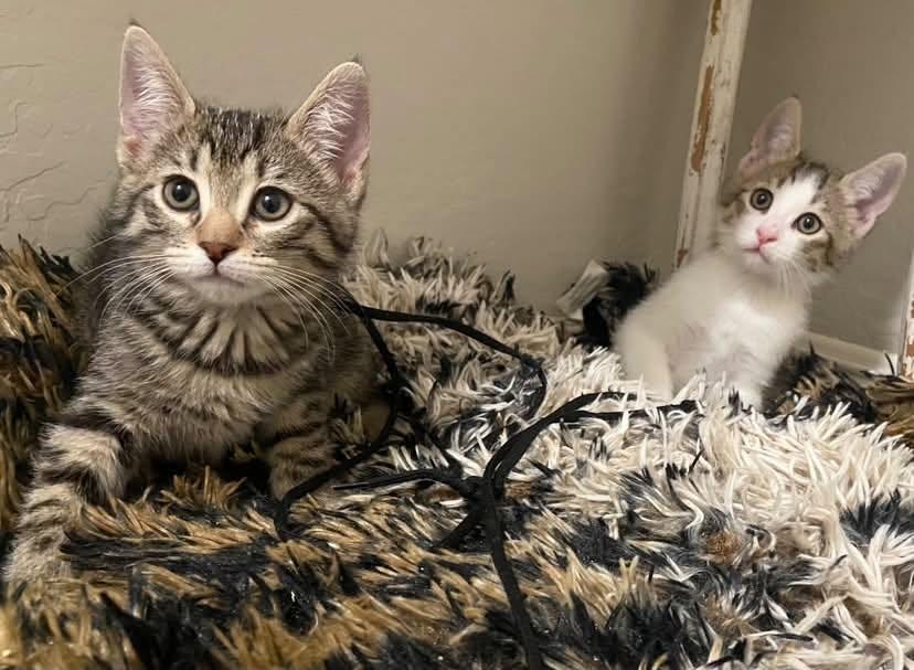 Enlarge Kane (Bonded with Belli), an adopted Domestic Short Hair in Queen Creek, AZ image 4/4