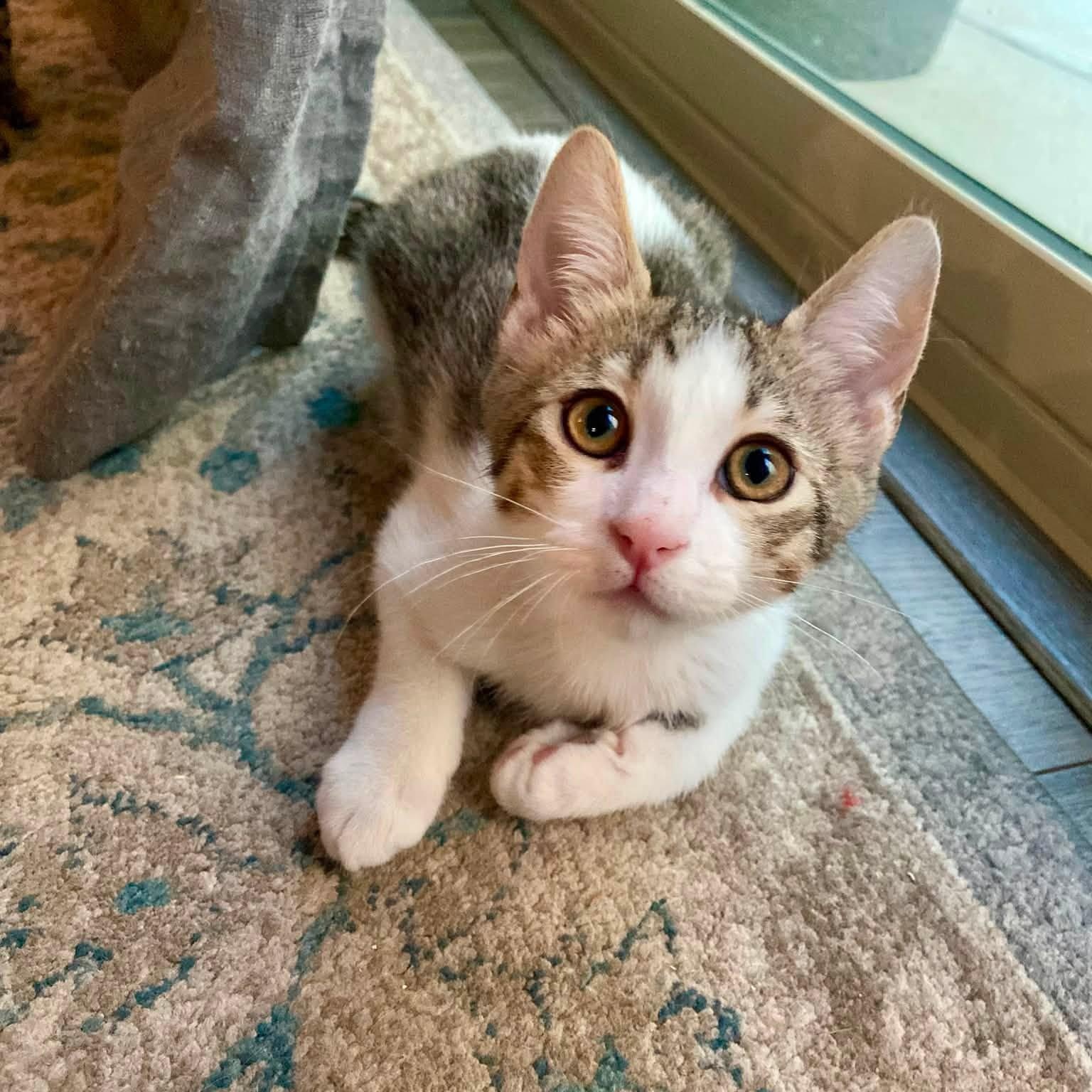 Kane (Bonded with Belli), adopted, Kitten Male Domestic Short Hair.