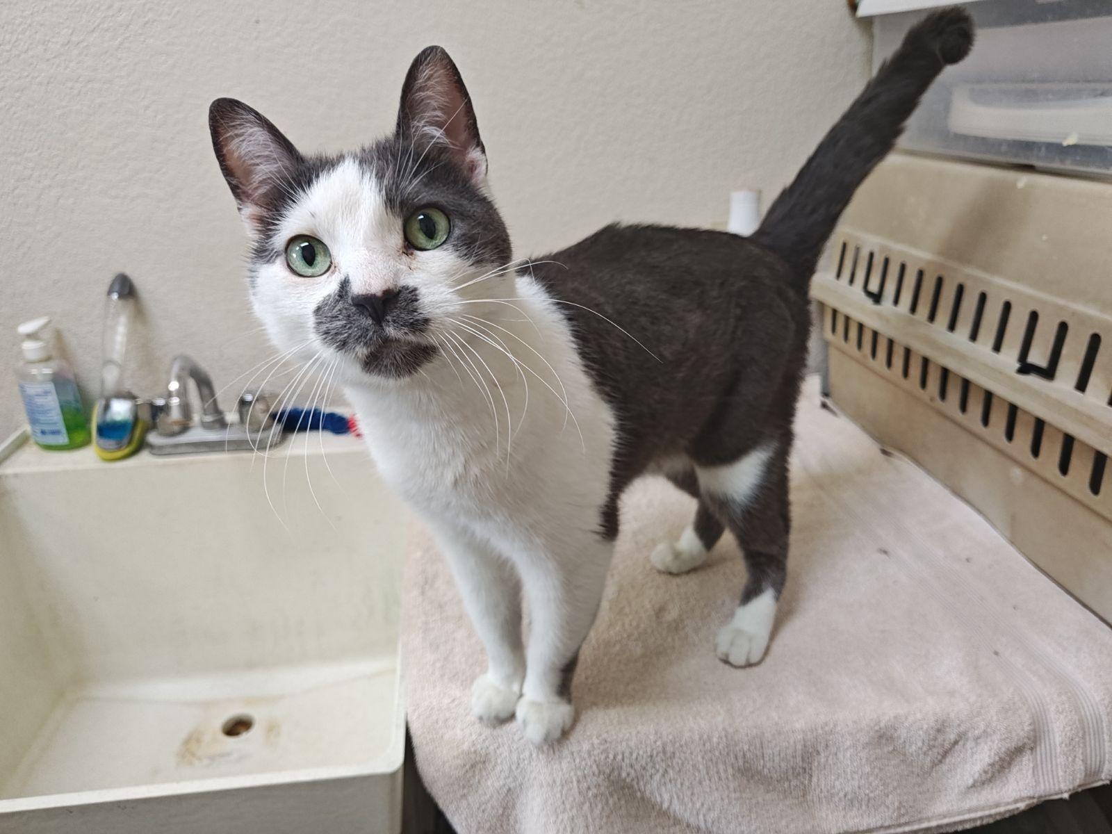 Enlarge Leo (Senior Cat), a Adoptable Domestic Short Hair in Wahpeton, ND image 2/4