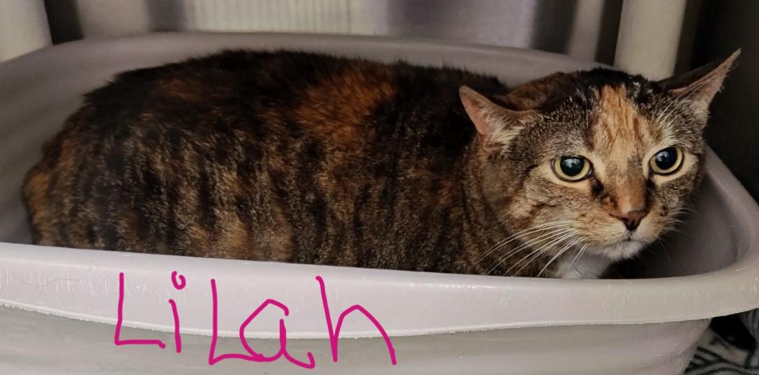 Leo & Lilah Bonded Pair, a Adoptable Domestic Short Hair in Wahpeton, ND image 2/2