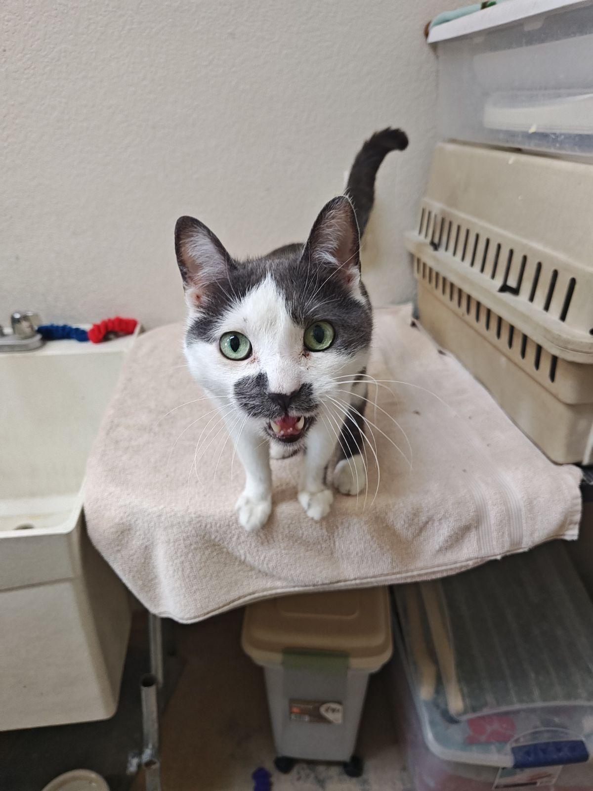 Enlarge Leo (Senior Cat), a Adoptable Domestic Short Hair in Wahpeton, ND image 4/4