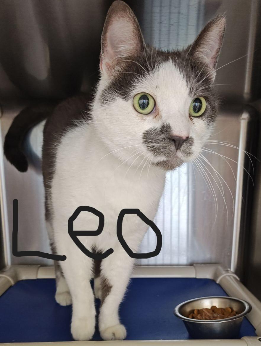 Leo & Lilah Bonded Pair, a Adoptable Domestic Short Hair in Wahpeton, ND image 1/2