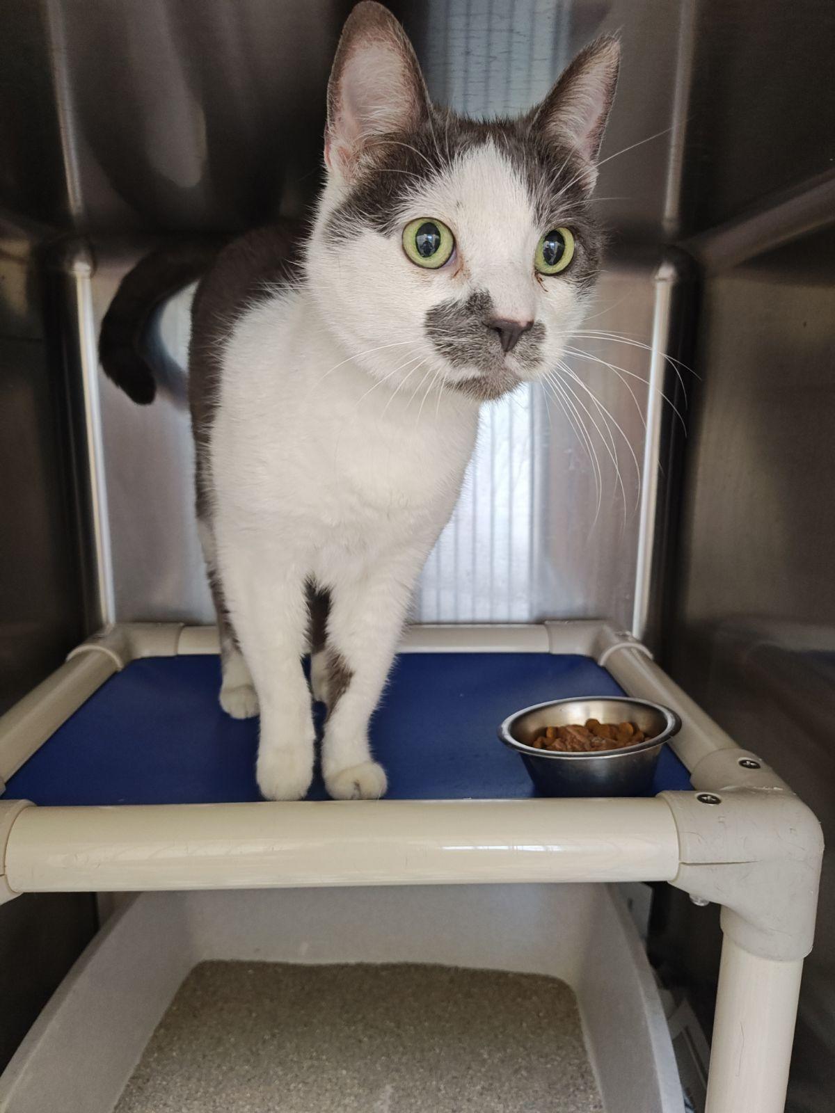 Enlarge Leo (Senior Cat), a Adoptable Domestic Short Hair in Wahpeton, ND image 3/4