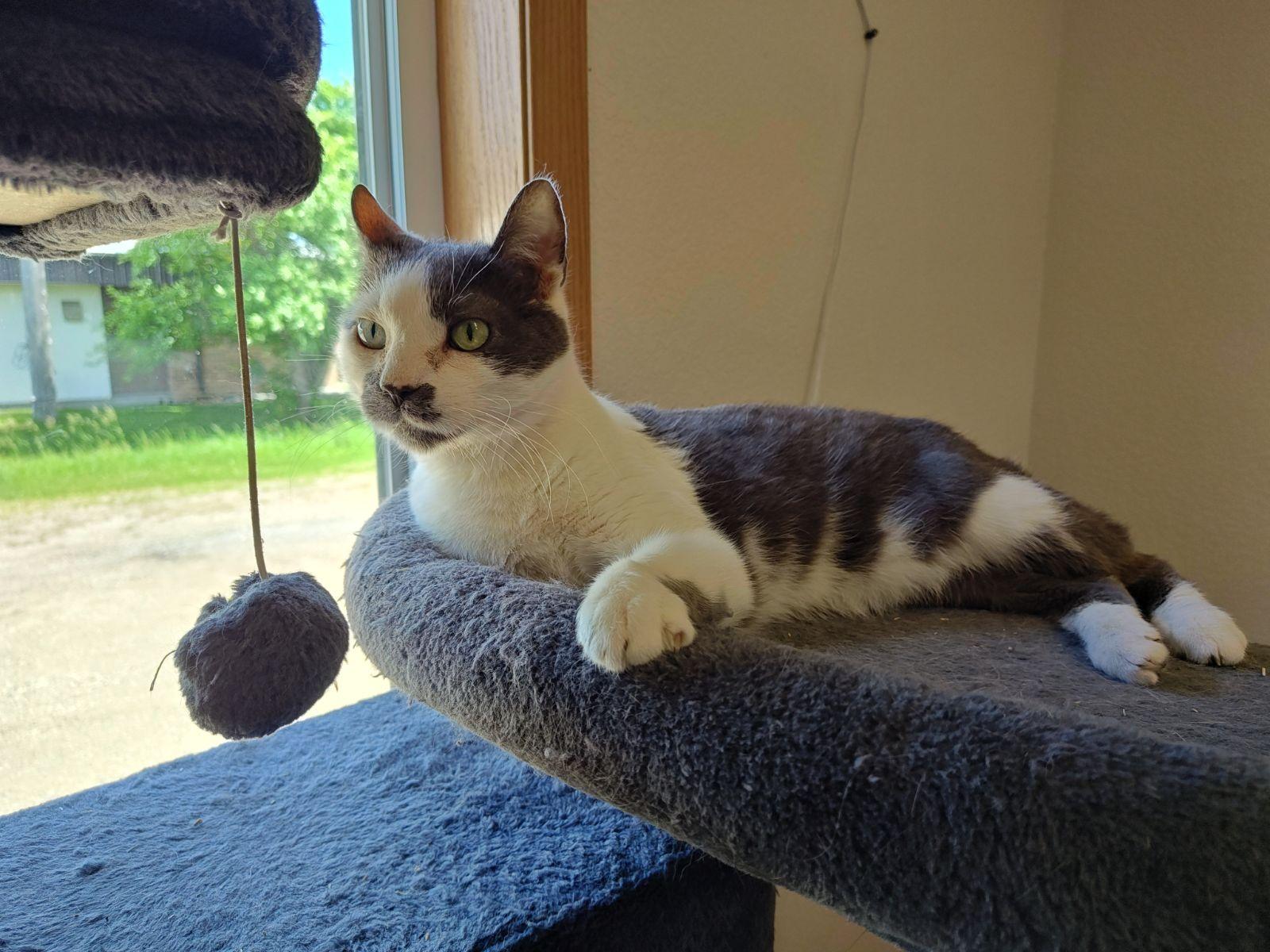 Enlarge Leo & Lilah Bonded Pair, a Adoptable Domestic Short Hair in Wahpeton, ND image 1/4
