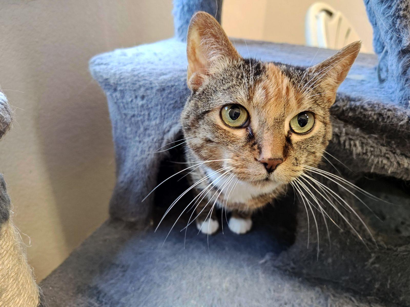 Enlarge Leo & Lilah Bonded Pair, a Adoptable Domestic Short Hair in Wahpeton, ND image 2/4