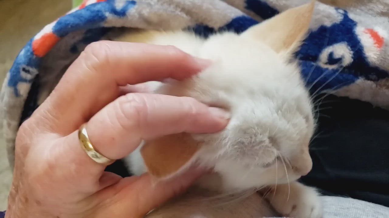 Enlarge Agnes, a Adopted Domestic Short Hair in Seattle, WA video 5/9