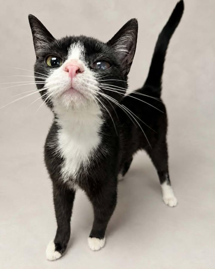 Dolly, Adoptable, Adult Female Domestic Short Hair.