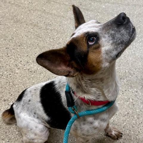 Edith (Little), Adult Female Cattle Dog