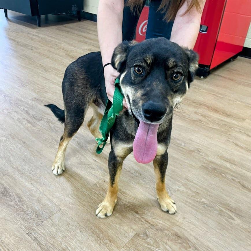 Maverick — thumbnail 5