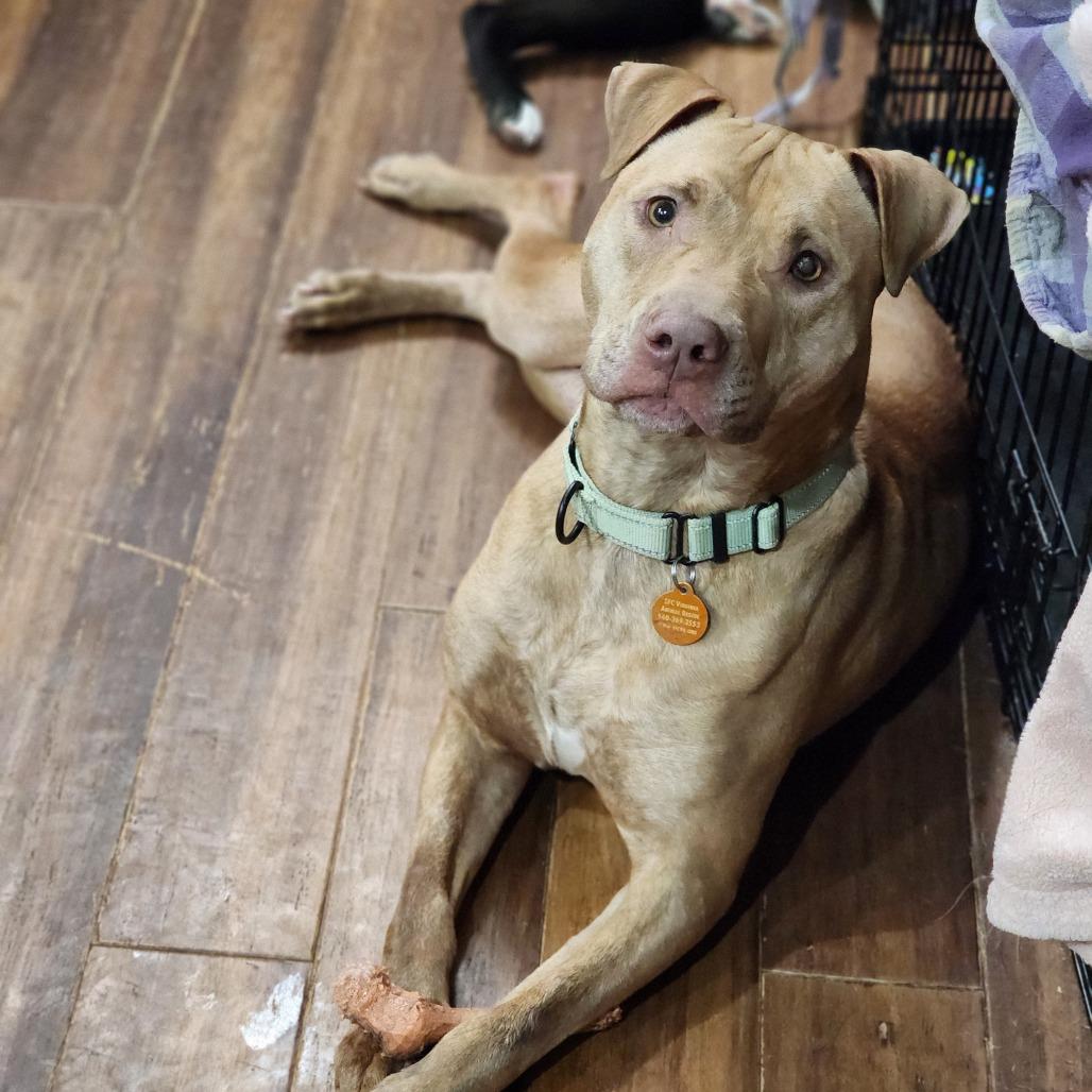 Jemima, Adoptable, Adult Female Mixed Breed & Mixed Breed.