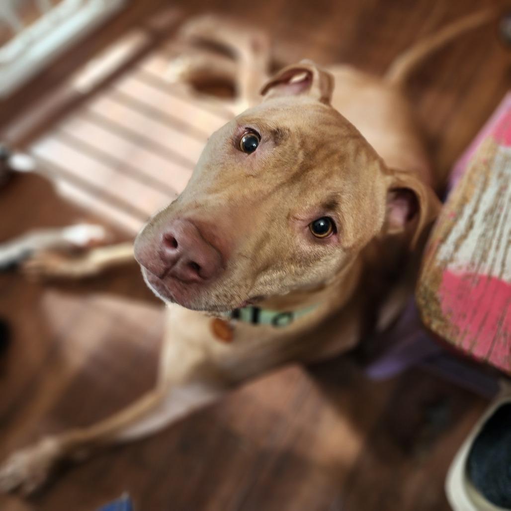 Jemima, a Adoptable mixed breed in Fredericksburg, VA image 2/6