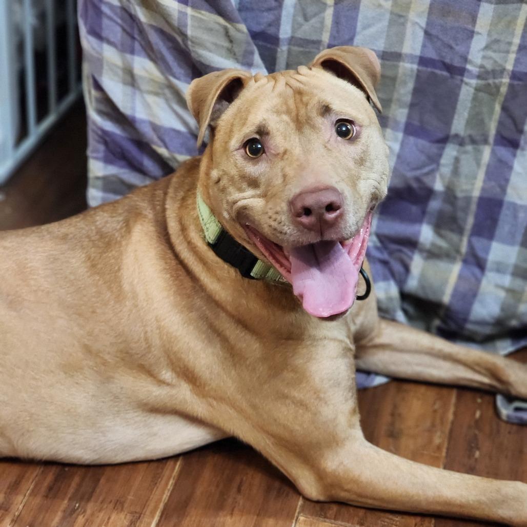 Jemima, a Adoptable mixed breed in Fredericksburg, VA image 3/6