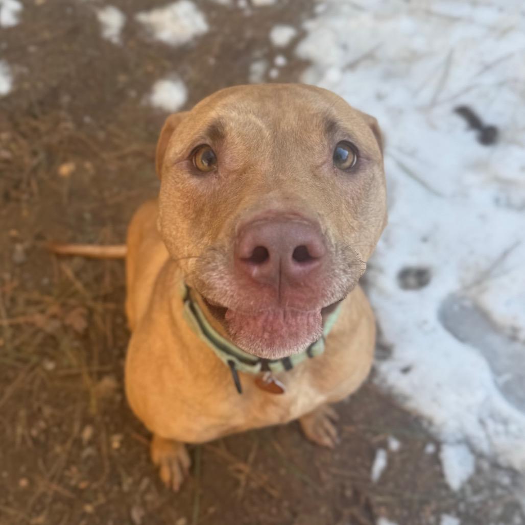 Jemima, a Adoptable mixed breed in Fredericksburg, VA image 4/6