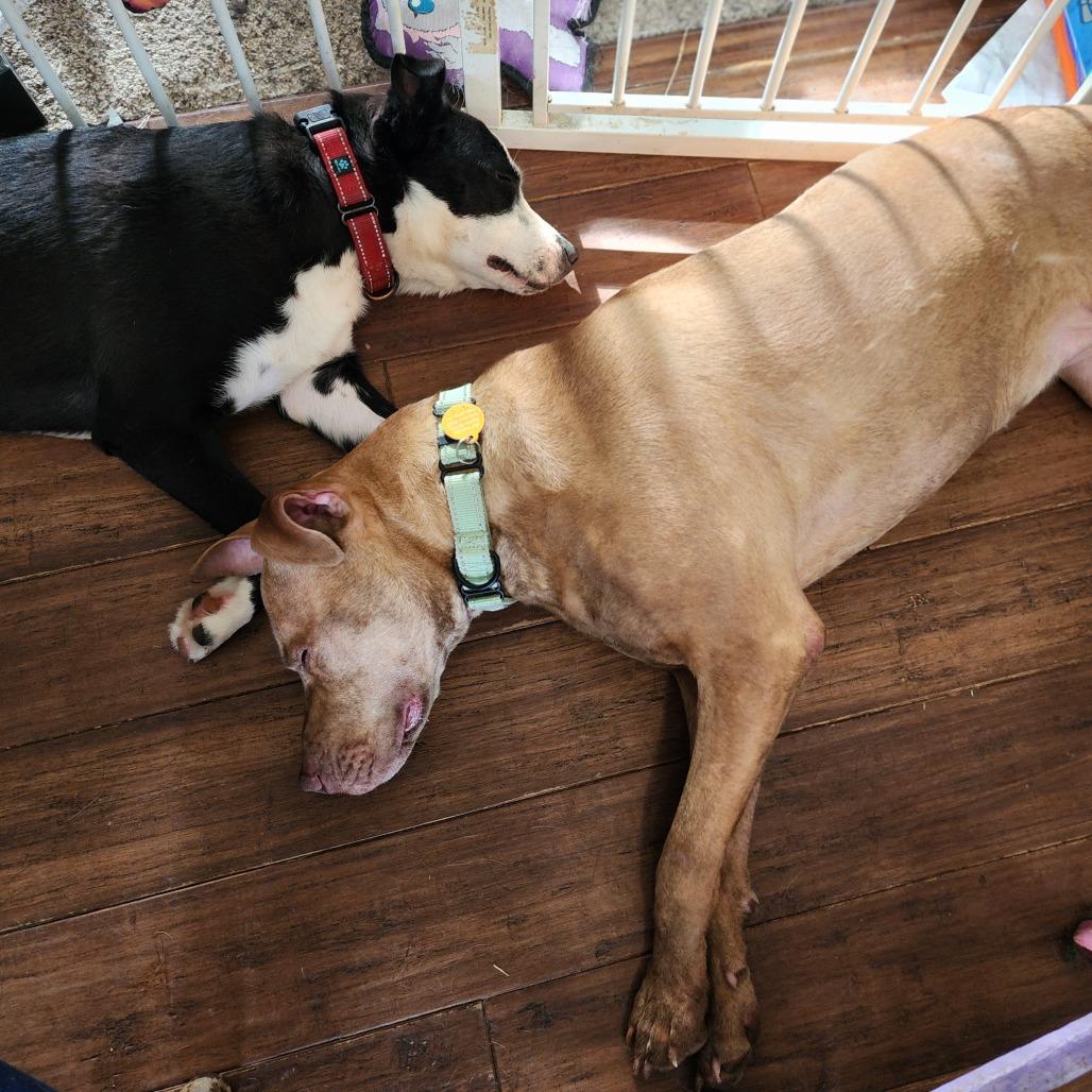 Jemima, a Adoptable mixed breed in Fredericksburg, VA image 5/6