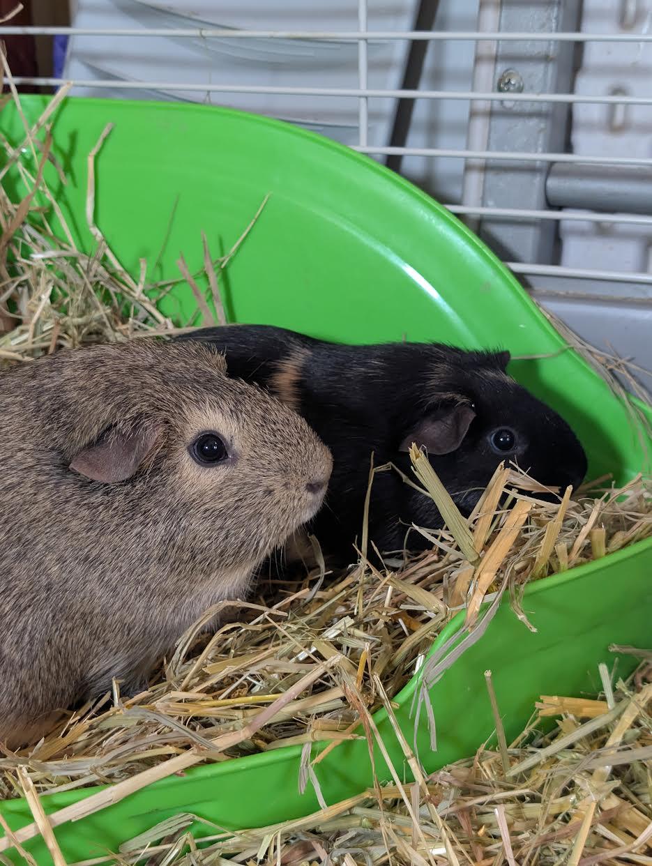 Enlarge Rasinet & Twix, a Adoptable Guinea Pig in Mankato, MN image 1/3