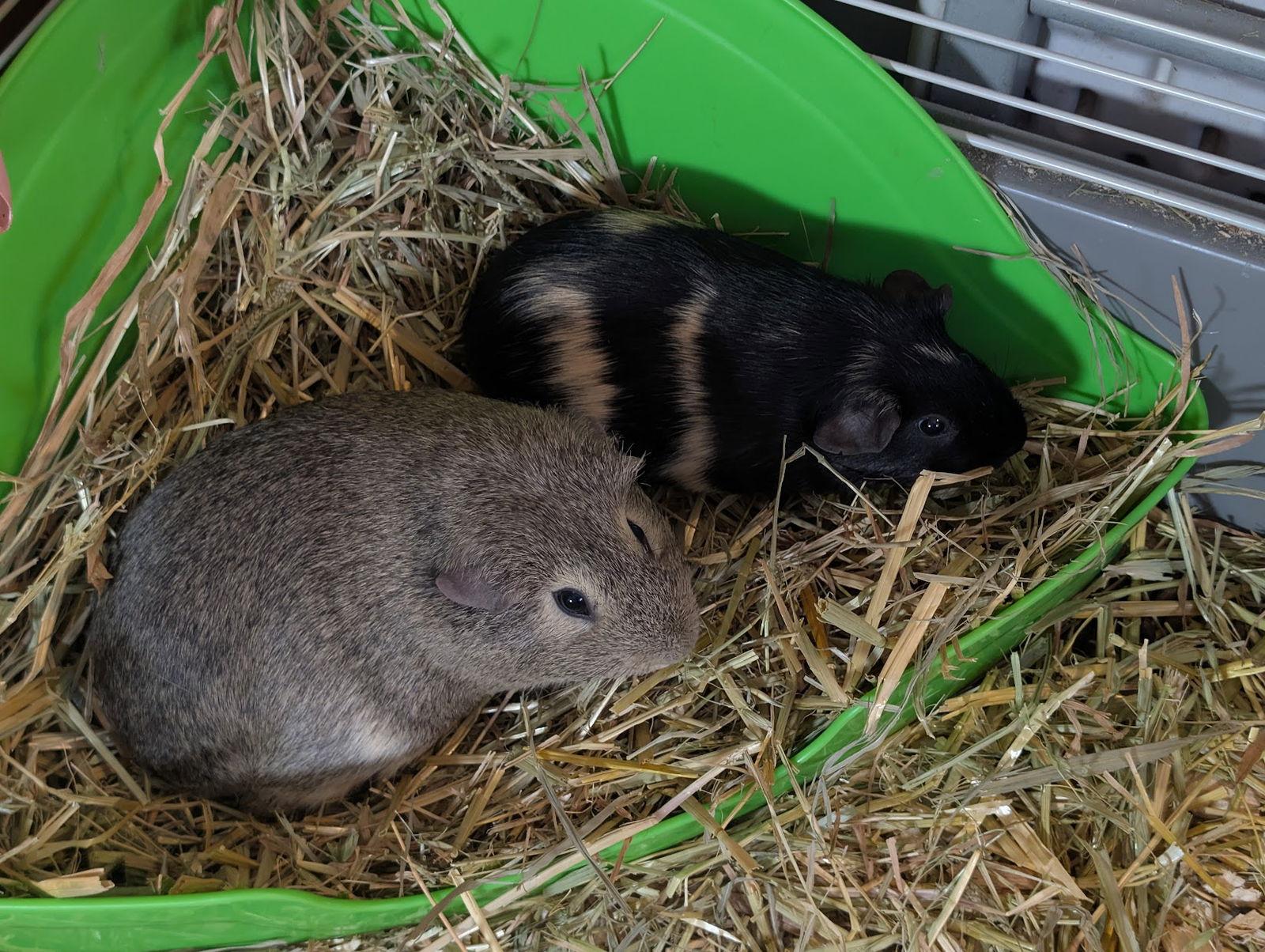 Enlarge Rasinet & Twix, a Adoptable Guinea Pig in Mankato, MN image 2/3
