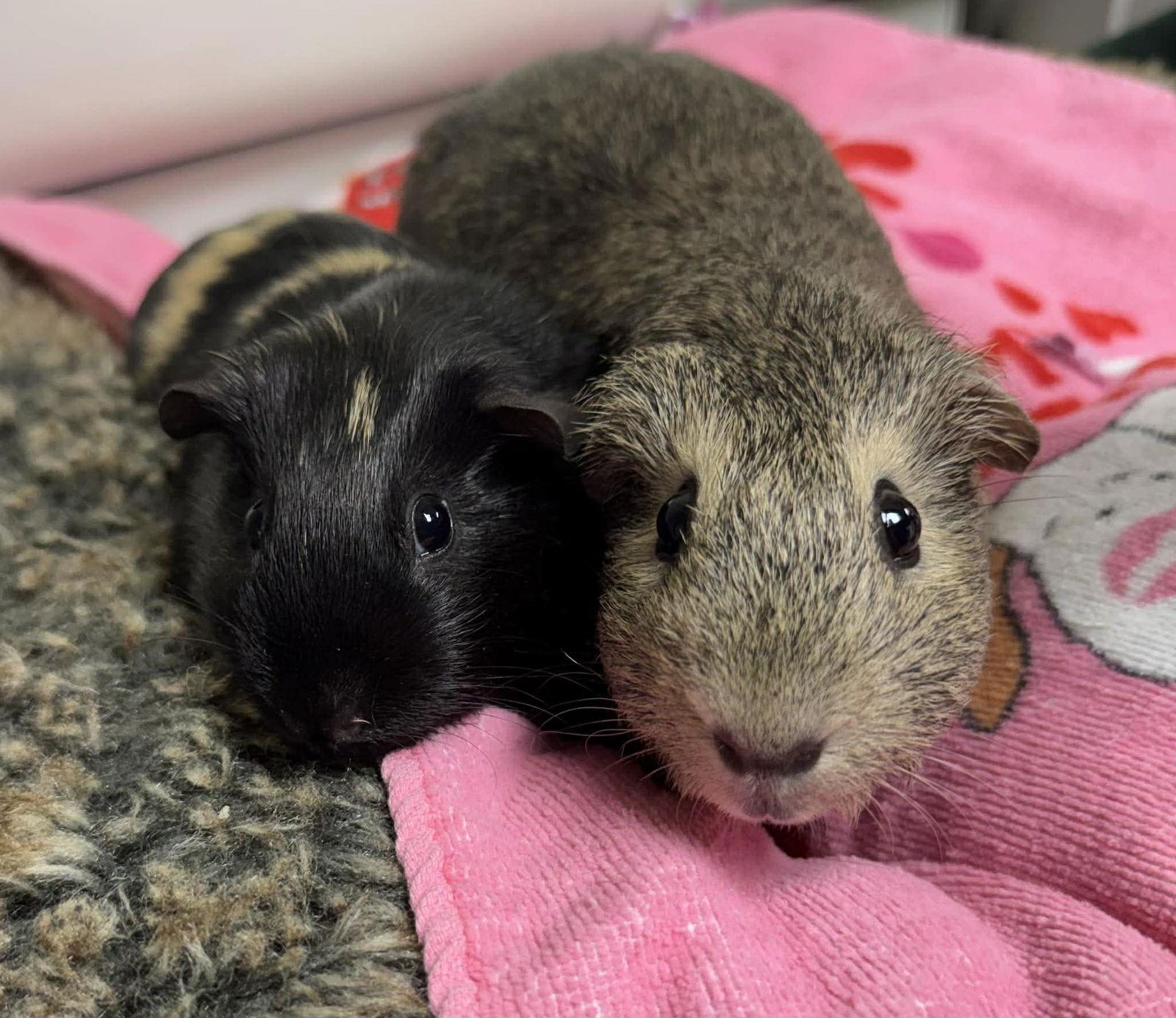 Enlarge Rasinet & Twix, a Adoptable Guinea Pig in Mankato, MN image 3/3