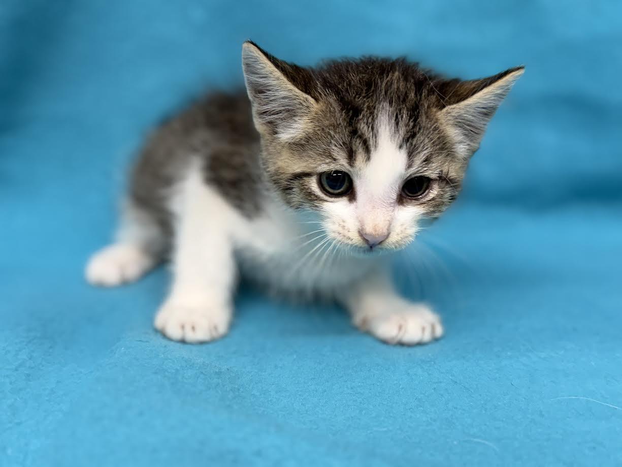 Snuggles, ADOPTABLE, Young Female Domestic Medium Hair.