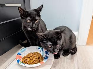 Creek and Stream, Baby Female Domestic Short Hair