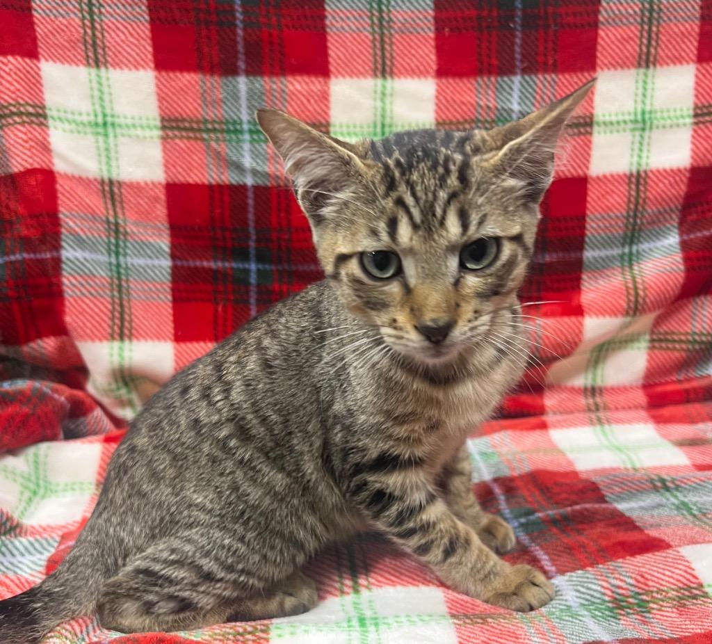 Lenny, a Adoptable mixed breed in Corpus Christi, TX image 1/3