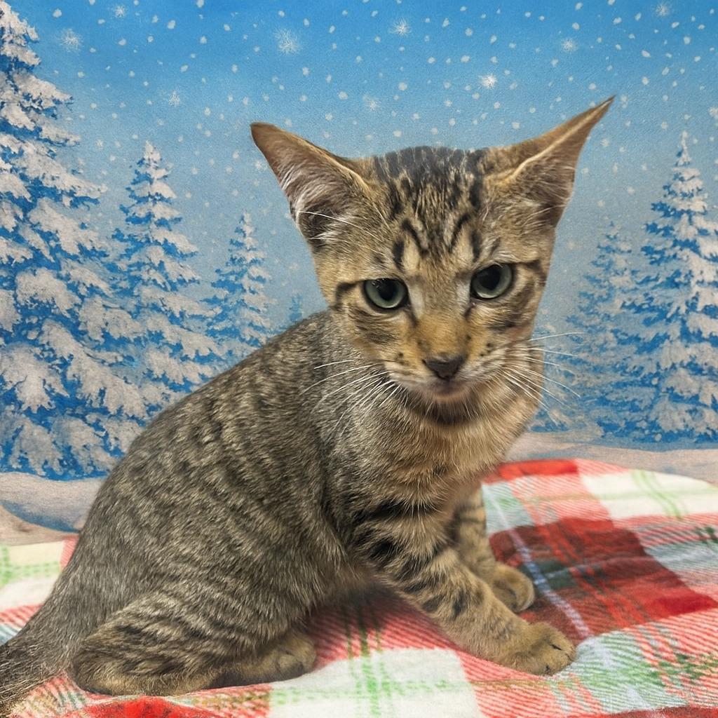 Lenny, Adoptable, Kitten Male Domestic Short Hair.