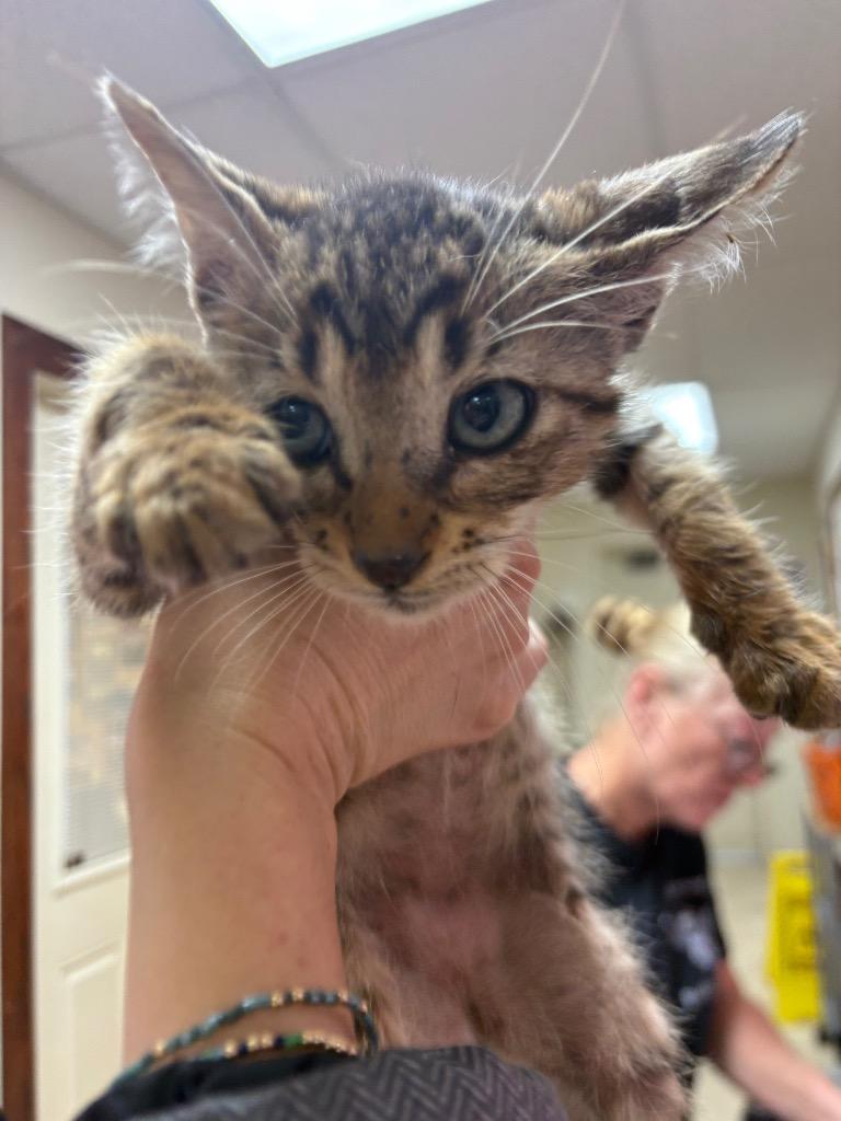 Lenny, a Adoptable mixed breed in Corpus Christi, TX image 2/3