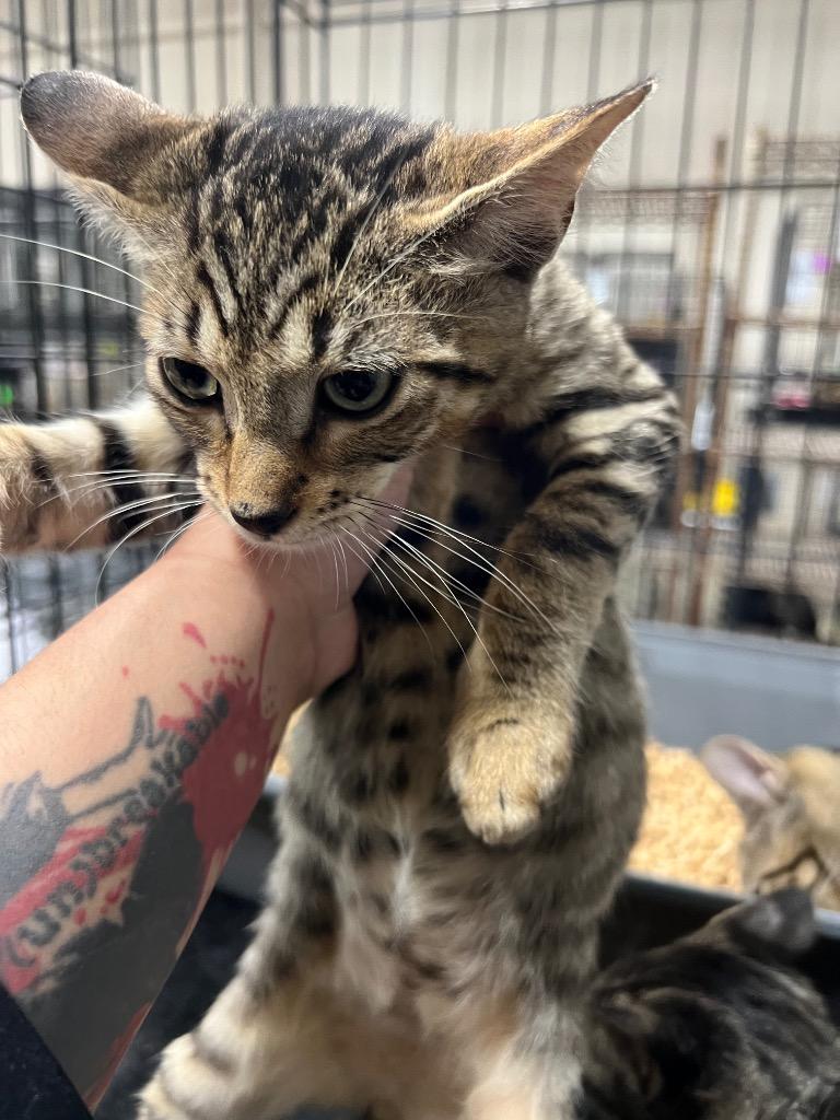 Lenny, a Adoptable mixed breed in Corpus Christi, TX image 3/3