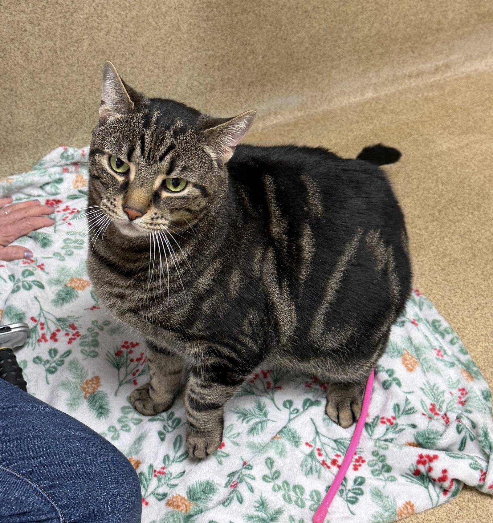 Simba-pending, Adopted, Adult Male Domestic Short Hair.