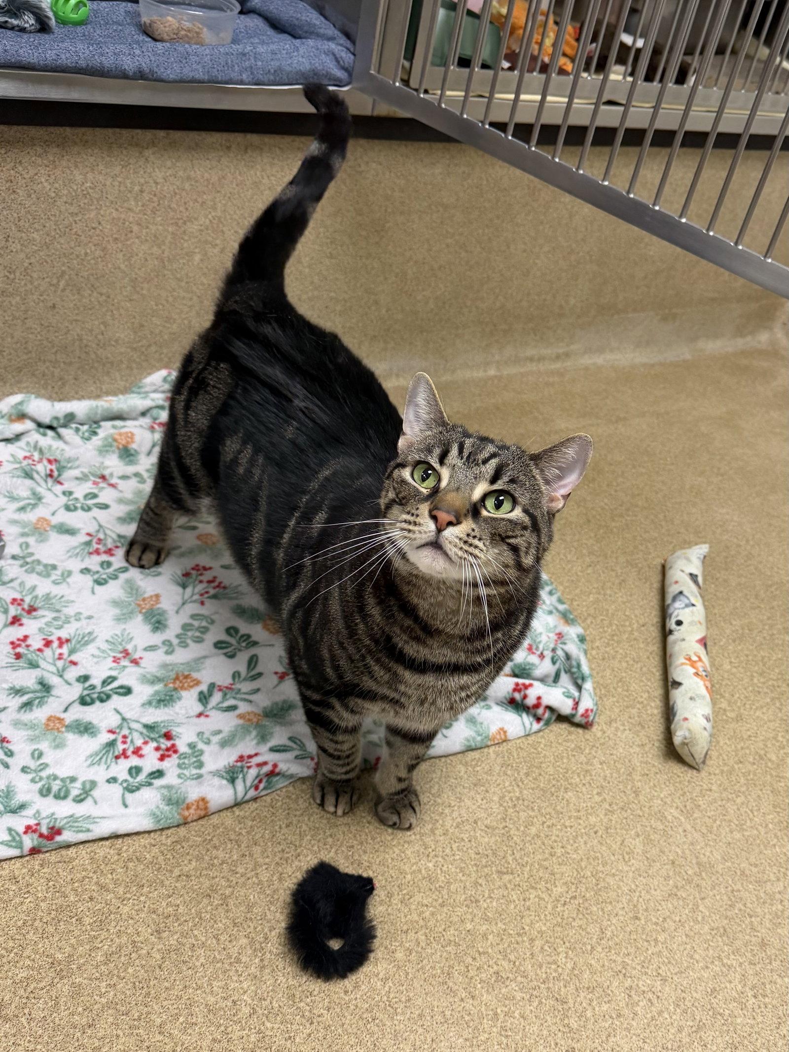 Enlarge Simba-pending, a Adopted Domestic Short Hair in Brick, NJ image 2/2