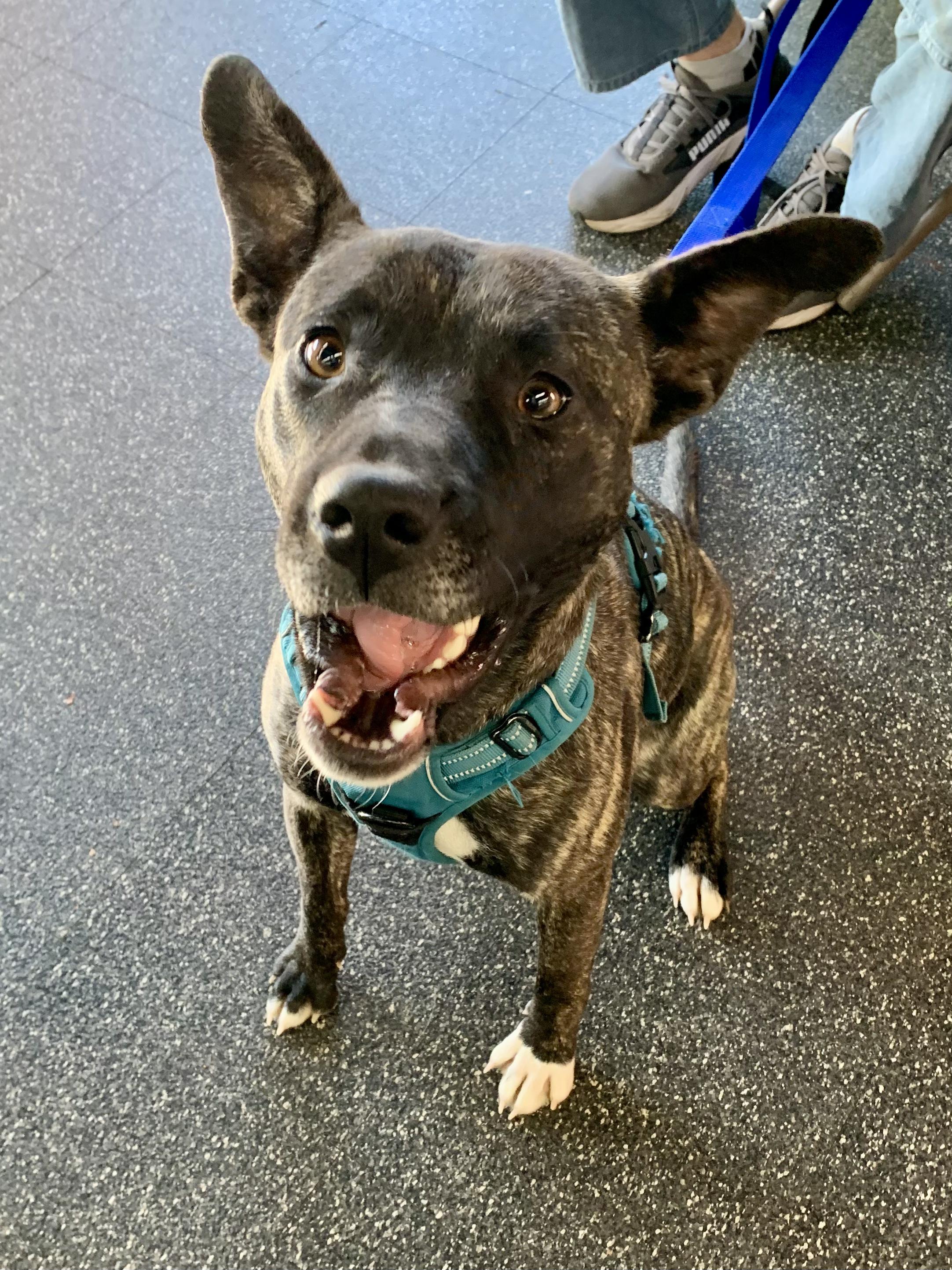 Frosty, a ADOPTABLE Terrier in Grass Valley, CA image 5/5