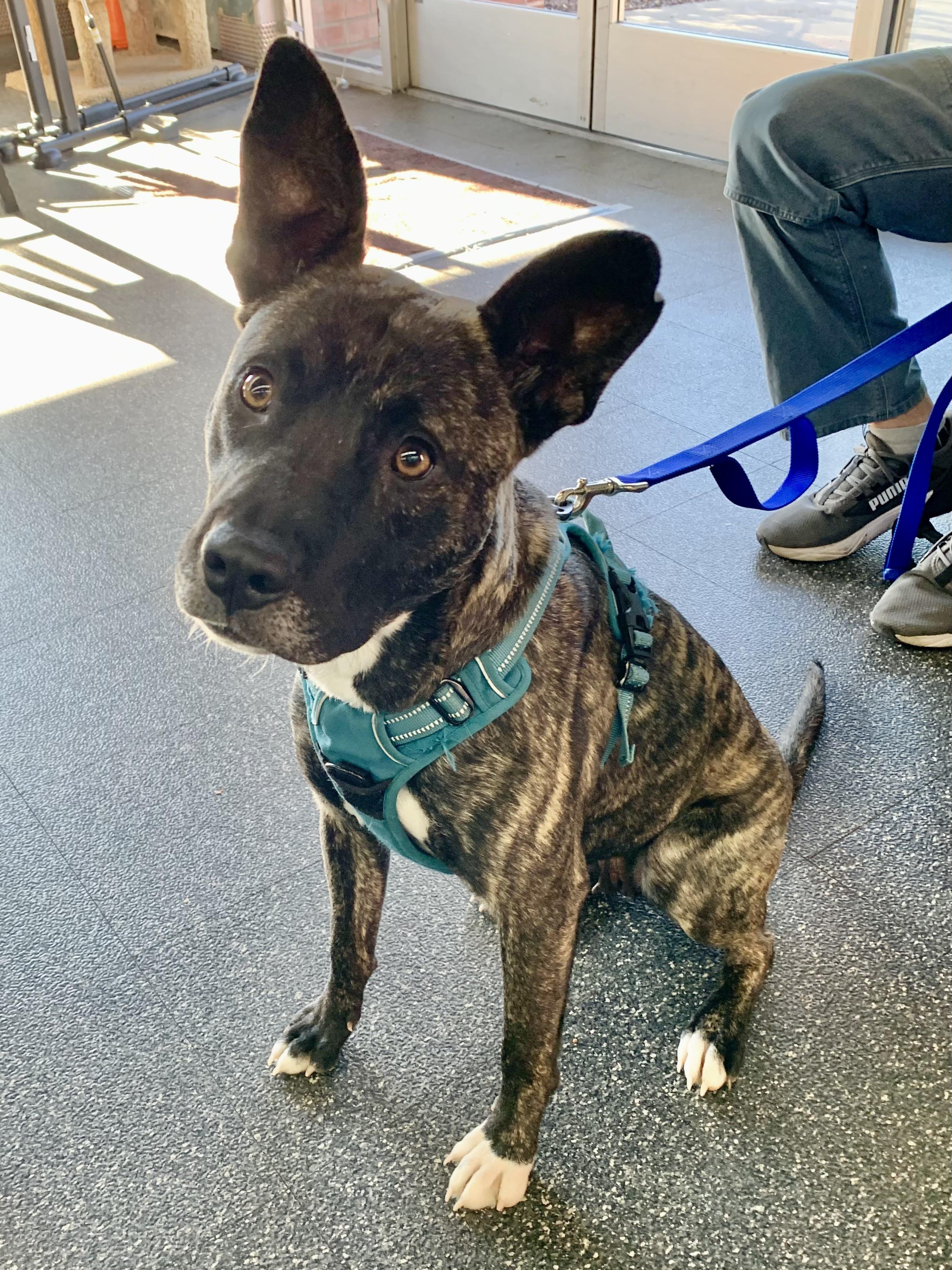 Frosty, a ADOPTABLE Terrier in Grass Valley, CA image 1/5