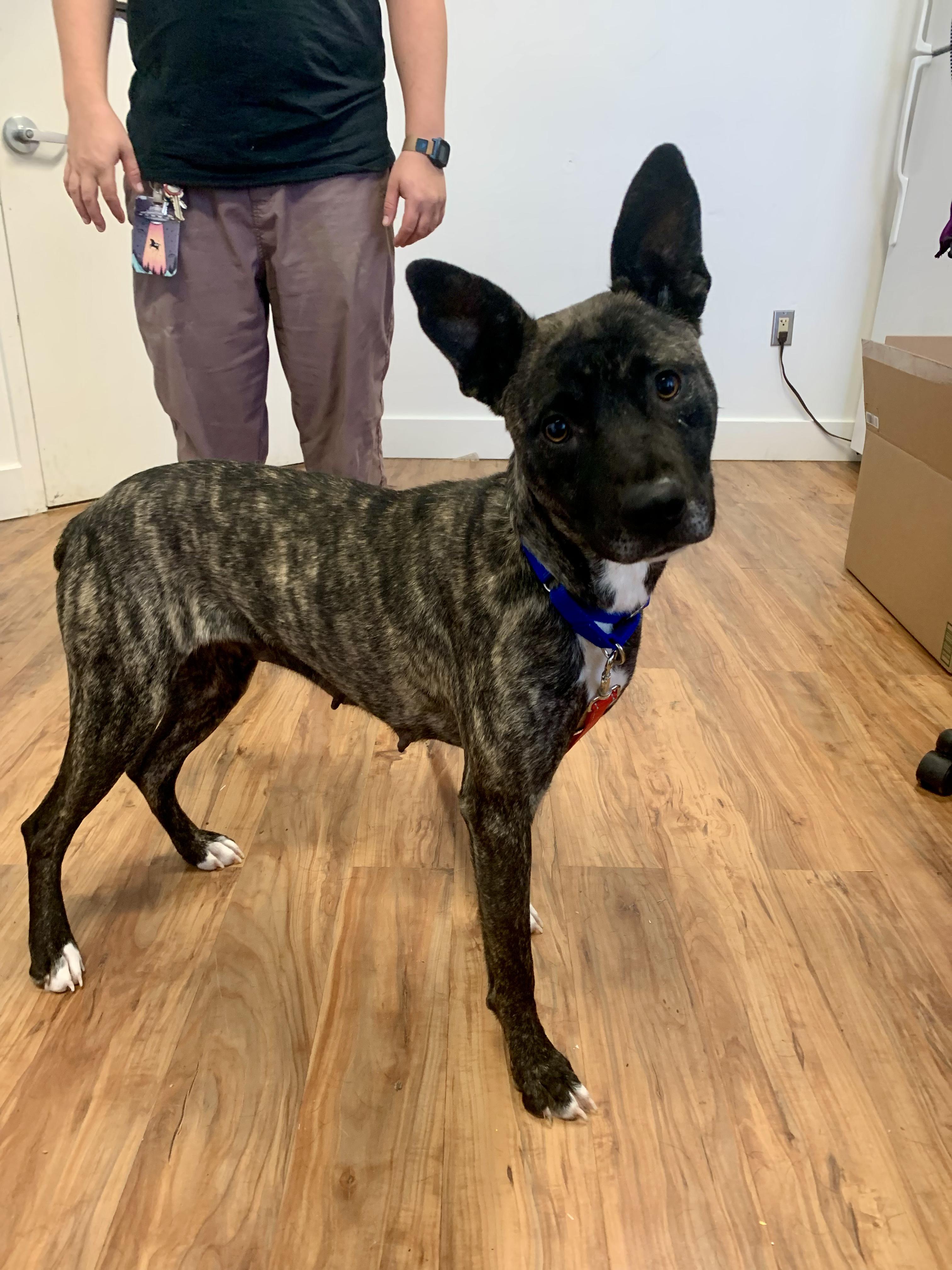 Frosty, a ADOPTABLE Terrier in Grass Valley, CA image 2/5