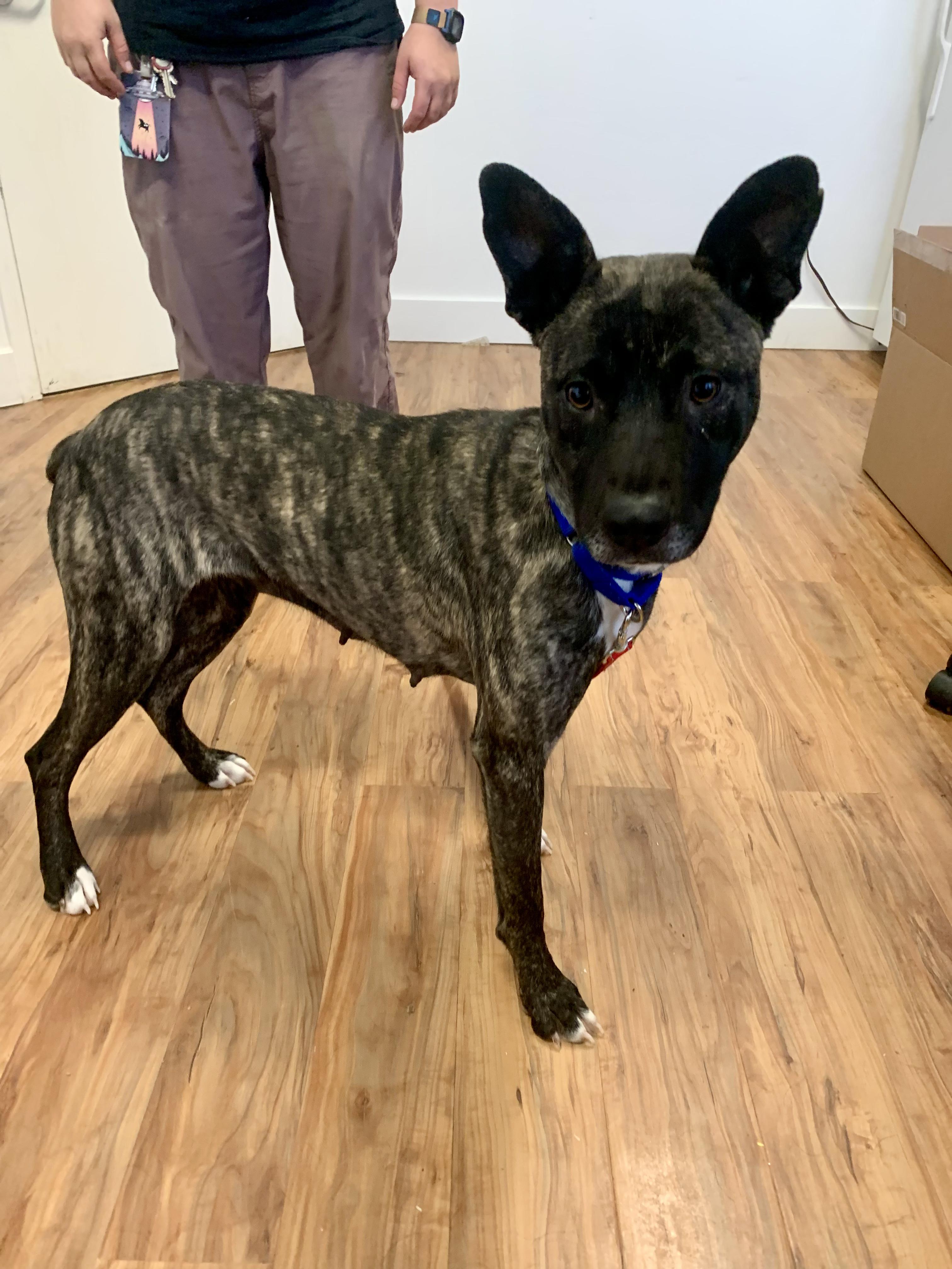 Frosty, a ADOPTABLE Terrier in Grass Valley, CA image 3/5