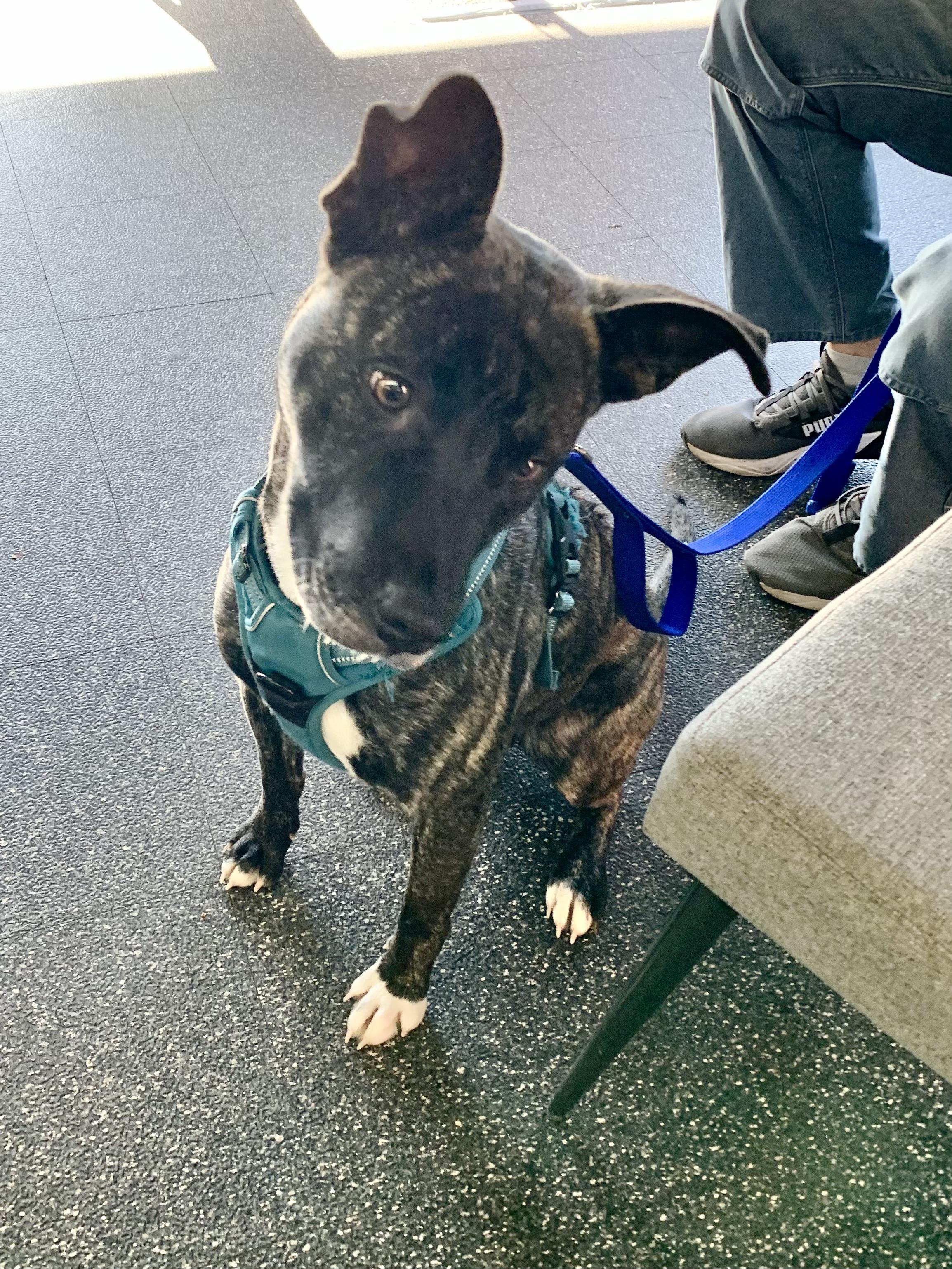 Frosty, a ADOPTABLE Terrier in Grass Valley, CA image 4/5